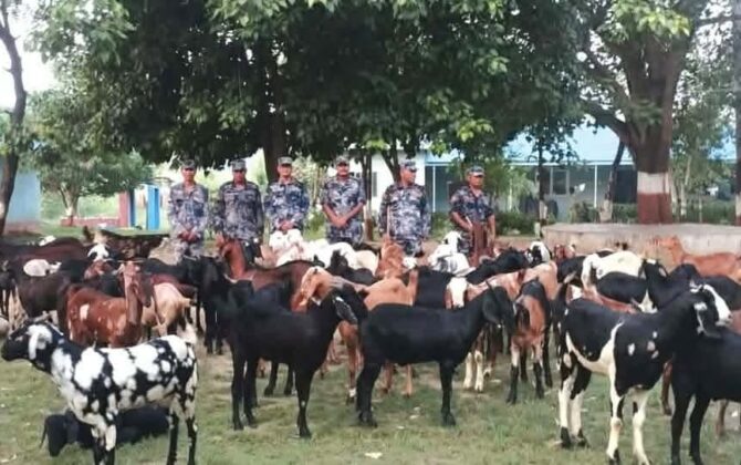 बिजयनगरमा ८ लाख बढीका ८० खसीबोका सशस्त्र प्रहरीको नियन्त्रणमा